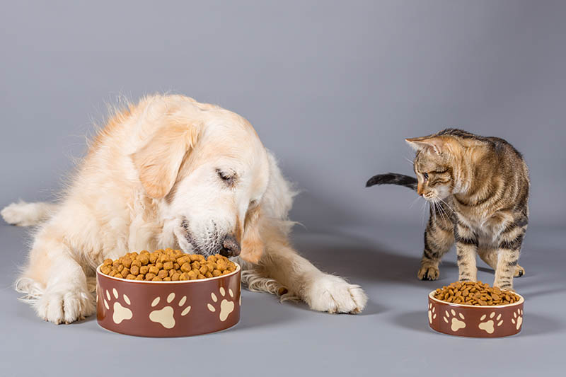 Dog and cat eating from separate bowls.