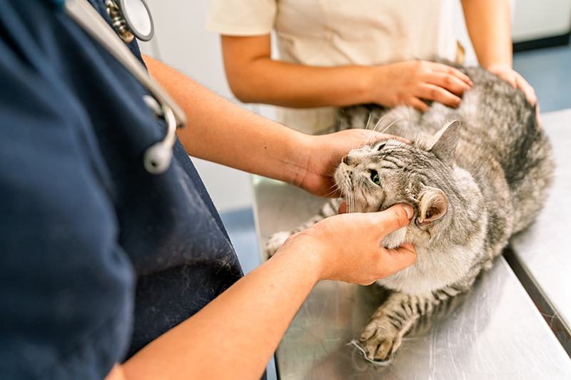 Vet team working with a cat.