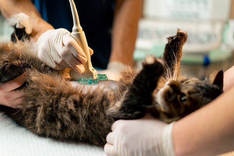 Veterinary ultrasound of a cat.